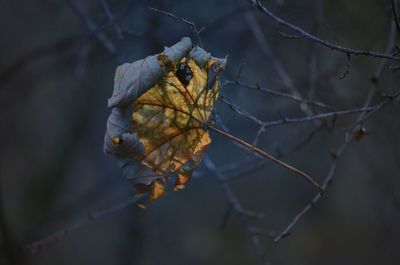 Close-up of dry leaf on branch