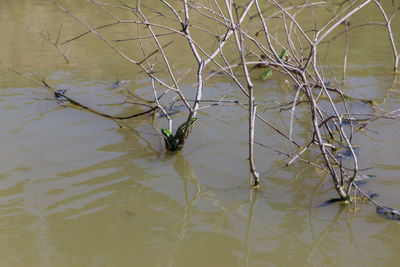 High angle view of plants in lake