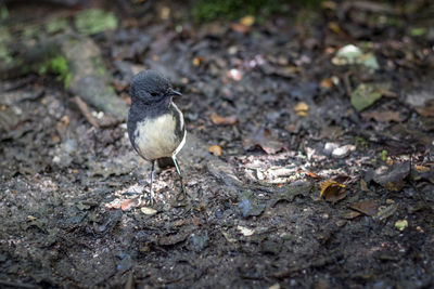High angle view of bird perching on field