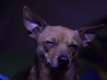 Close-up portrait of dog at home