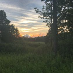 Trees on field against sky during sunset