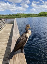 Bird perching on pier over lake against sky