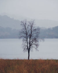 Bare tree on landscape against clear sky