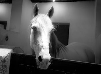 Close-up of white horse in stable