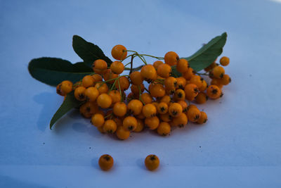 Close-up of fruits against blue background