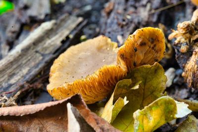 Close-up of yellow mushroom growing on land