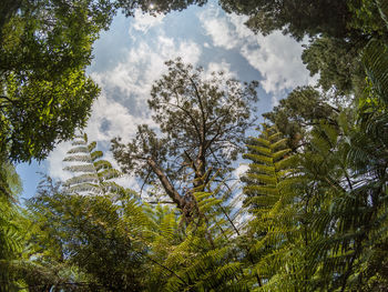 Low angle view of trees against sky