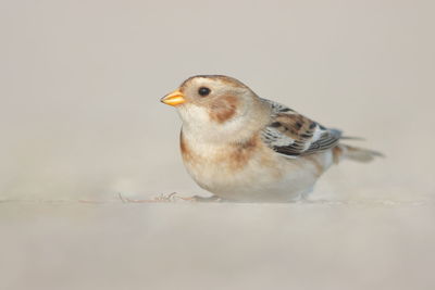 Close-up of bird perching on white background