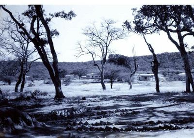 Bare trees on landscape