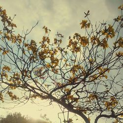 Low angle view of trees against sky