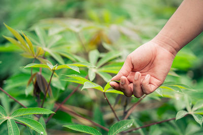 Cropped hand of woman holding plant