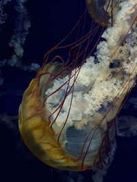 Close-up of jellyfish in water