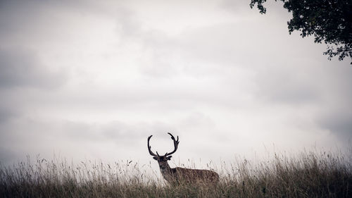 View of deer on field against sky