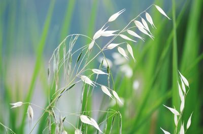 Close-up of crops growing on field