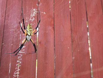 Close-up of spider on web