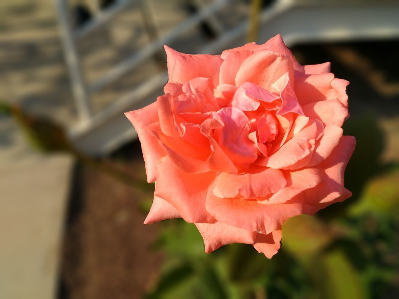 CLOSE-UP OF ROSE BLOOMING OUTDOORS