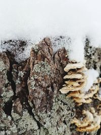 Close-up of snow