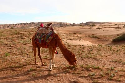 Dromedary with traditional saddle.