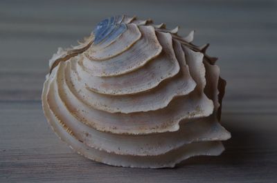 Close-up of shells on table