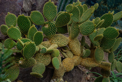 Full frame shot of succulent plant