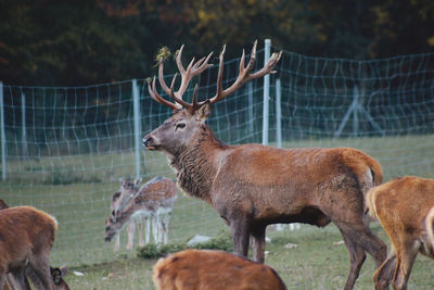 Deer in a field