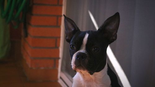 Close-up portrait of dog