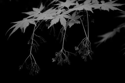 Close-up of plant against black background