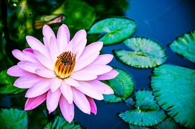 Close-up of lotus water lily