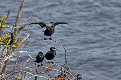 High angle view of birds perching on lake