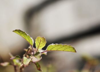 Close-up of plant leaves