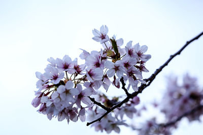 Low angle view of cherry blossoms in spring