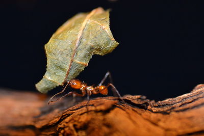Close-up of ant on leaf