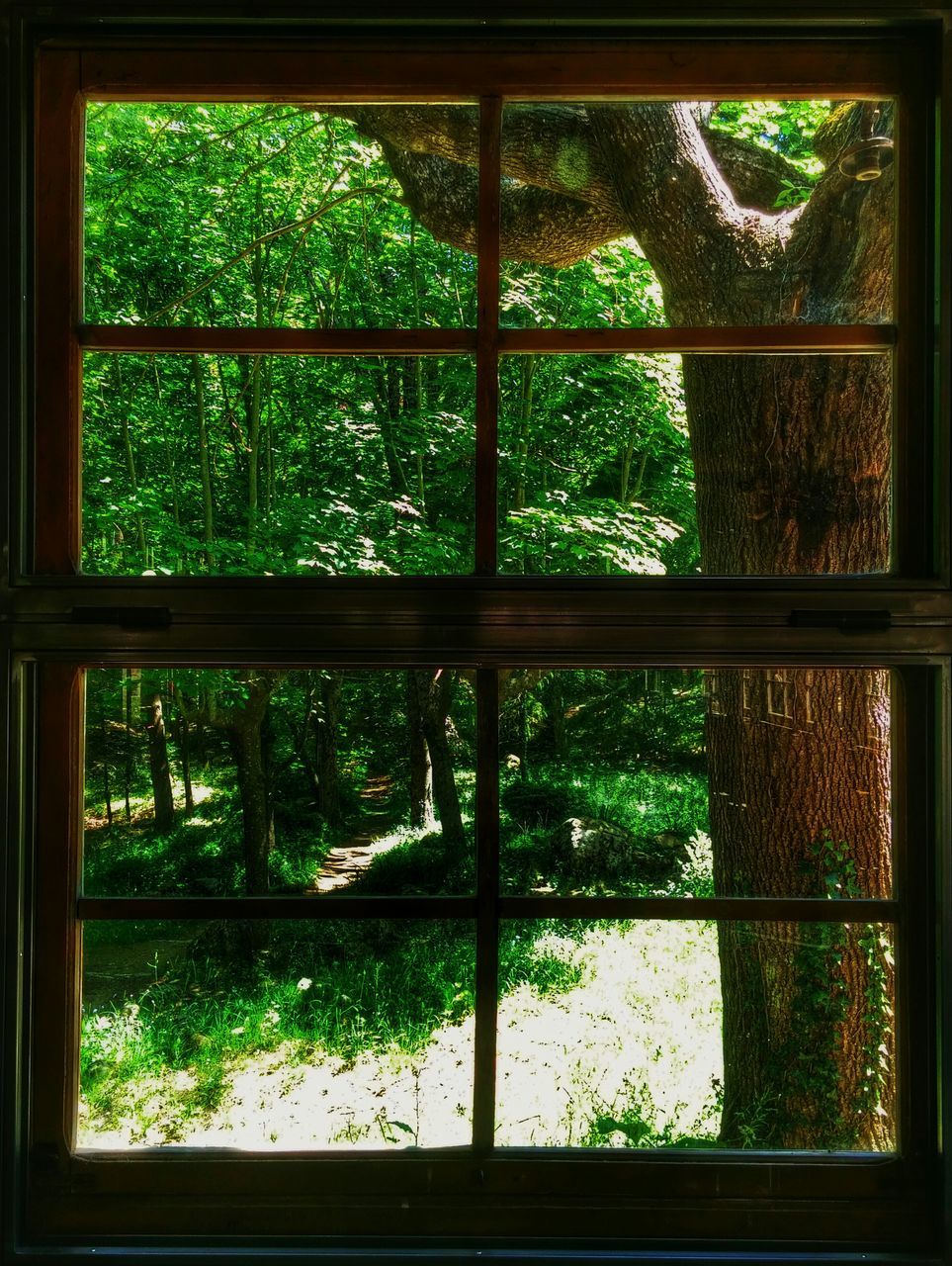 window, indoors, tree, glass - material, transparent, growth, closed, pattern, close-up, green color, plant, metal, wood - material, full frame, metal grate, day, no people, house, window frame, fence