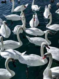 Swans swimming in lake