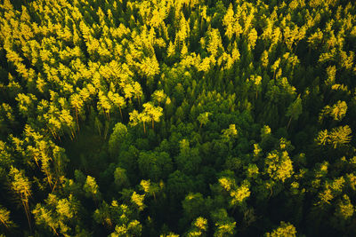 Aerial view of green alpine forest. drone shoot. sunset shadows