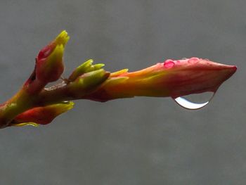 Close-up of pink flower