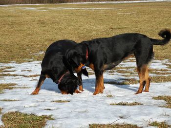 Black dog on snow covered land