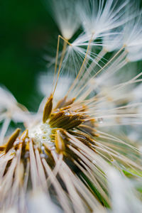 Close-up of dandelion growing in field