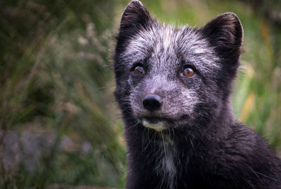 Close-up of fox looking away