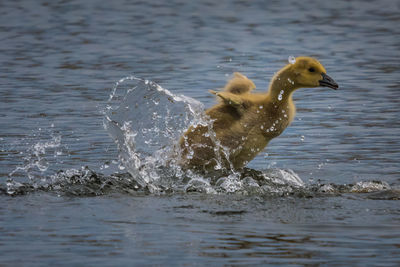 Duck swimming in lake