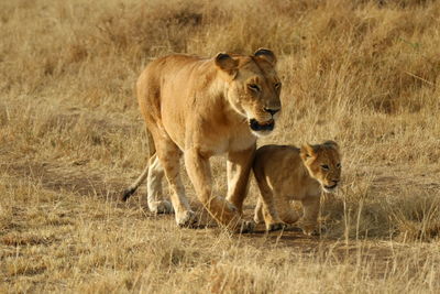 Lioness and cub walking on grassy field