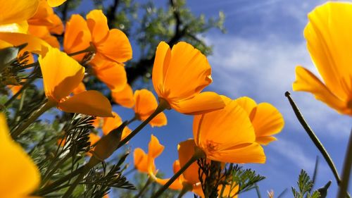 Close-up of yellow flowering plants against sky