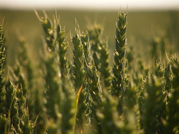 Close-up of wheat crops growing on field