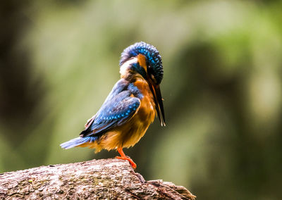 Close-up of bird perching