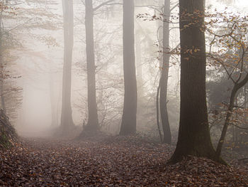 Trees growing in forest during autumn