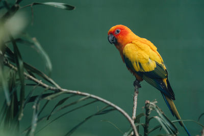 Close-up of parrot perching on branch