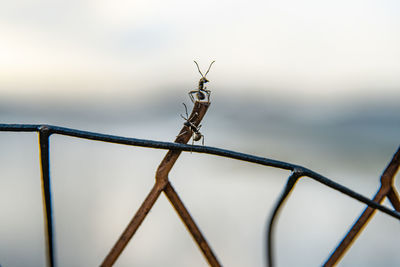 Close-up of insect on fence against sky