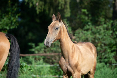 Horse standing in ranch