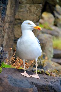 Close-up of seagull perching on wood