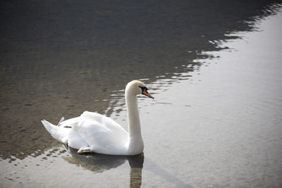 White swan swimming in lake